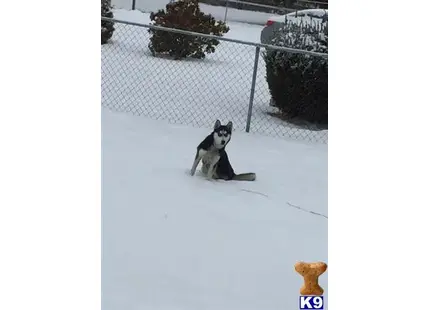 Siberian Husky